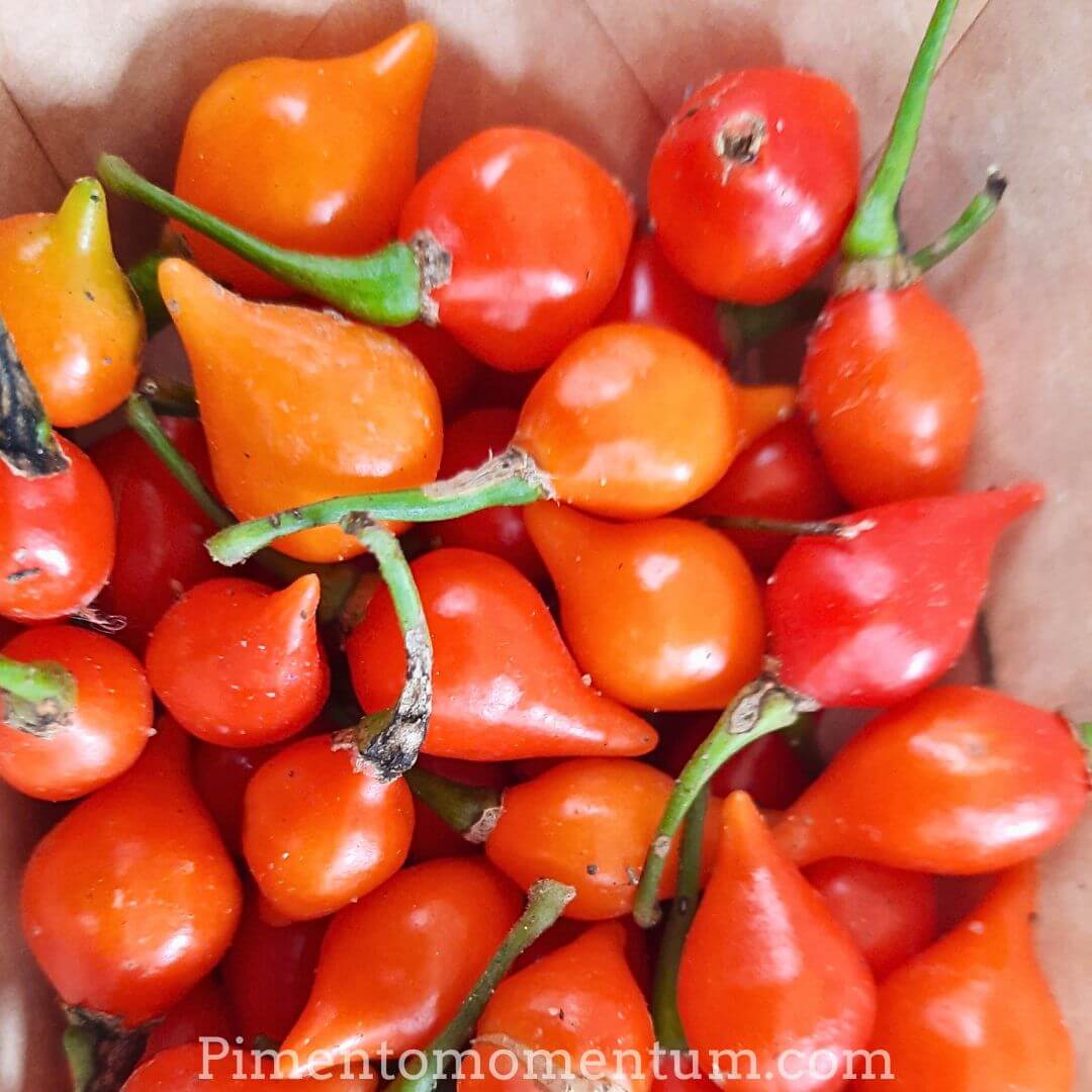gros plan sur de piments rouge du Brésil - biquinho ou goutte d'eau rouge - détails frais avec tige 