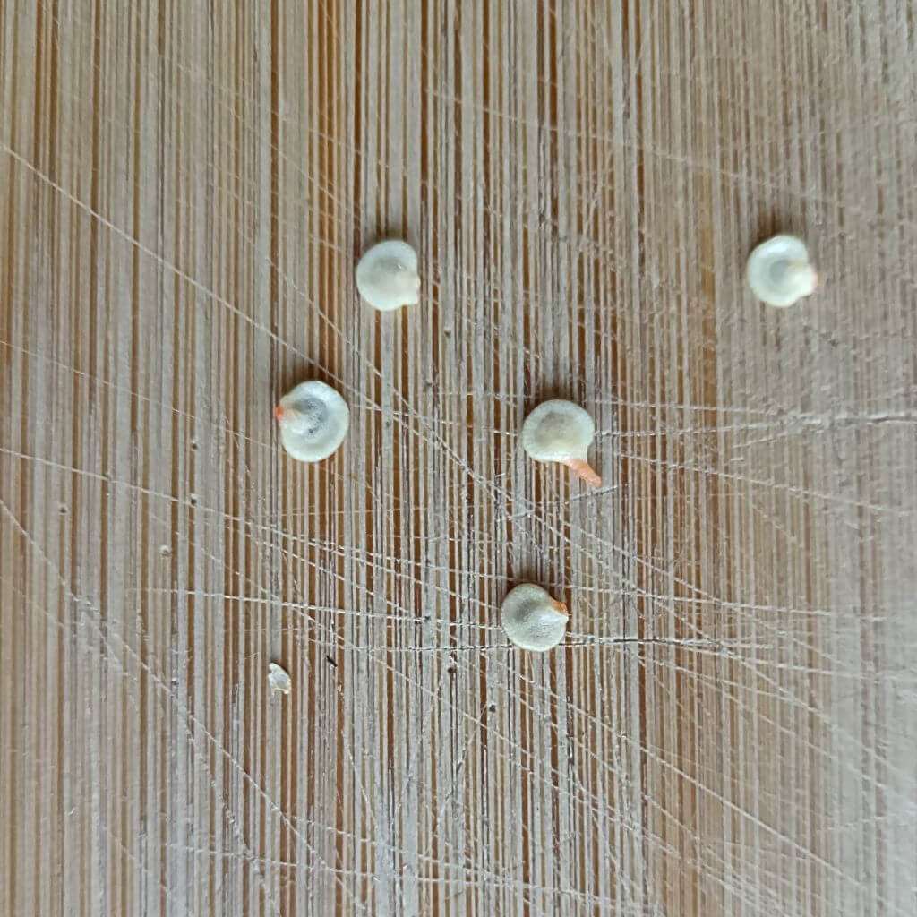 graine de piment fraichement récoltées