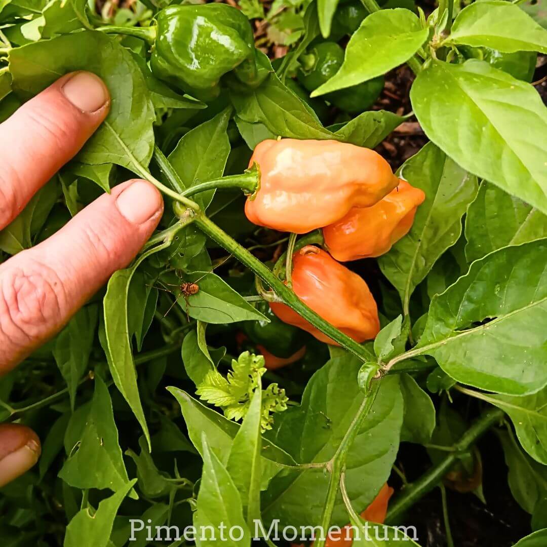 des beaux piment habanero orange bien mûrs avec d'autre encore vert dans le fond avec une main d'homme qui s'apprête à les cueillir