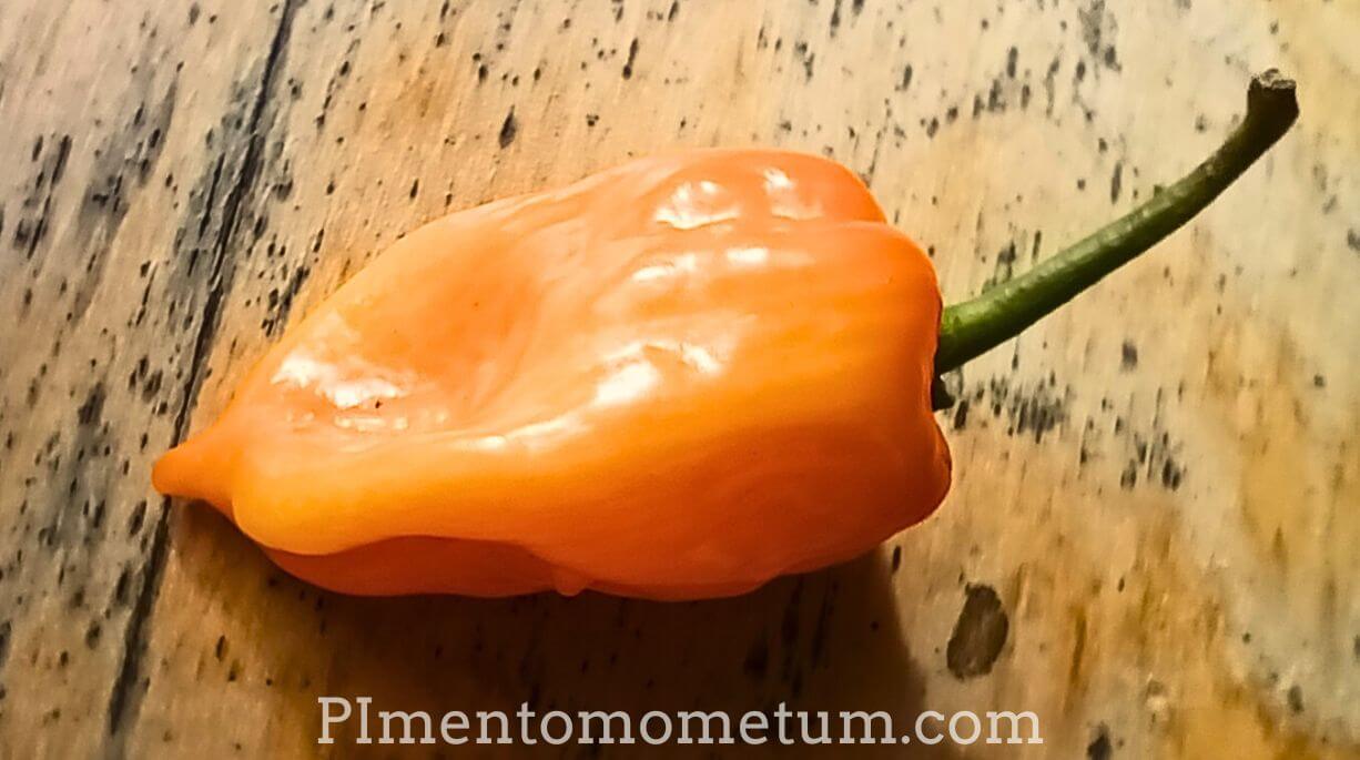 gros plant sur un piment habanero orange frais poser sur une planche en bois