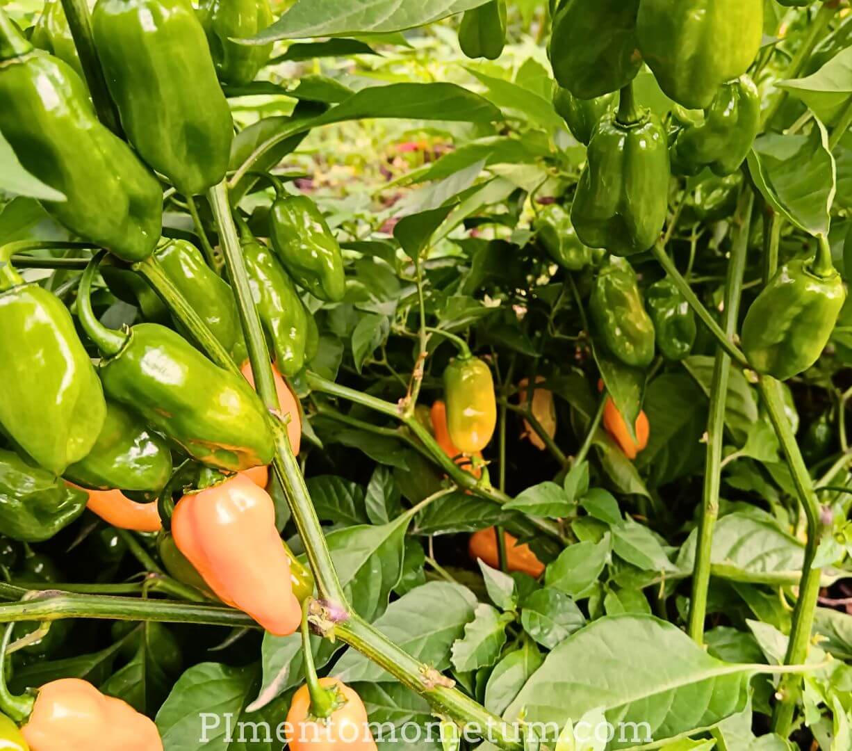 plant de piment habanero orange , beaucoup de fruits mûrs et immatures