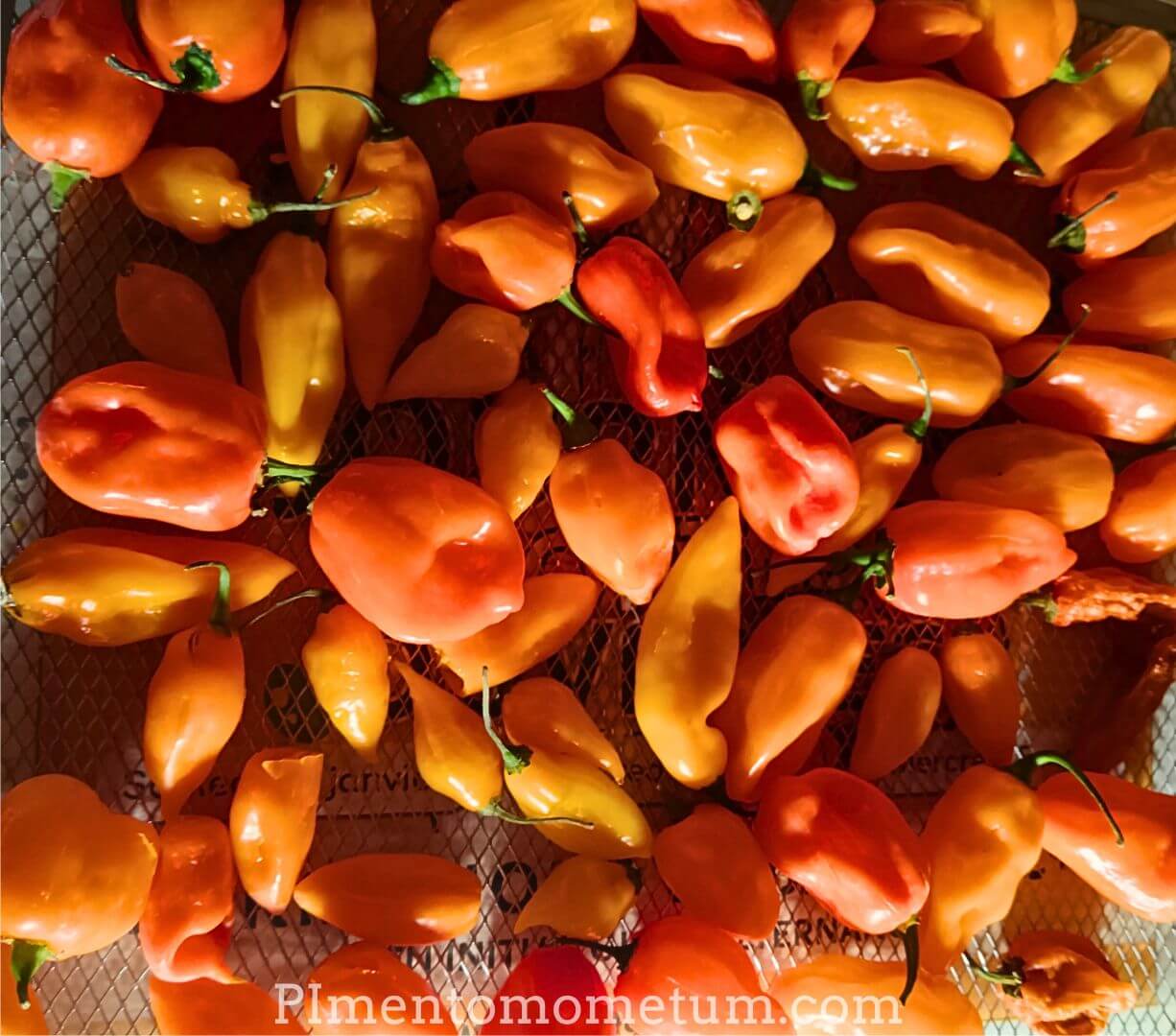 sechage artisanal habanero orange clayette methode lente