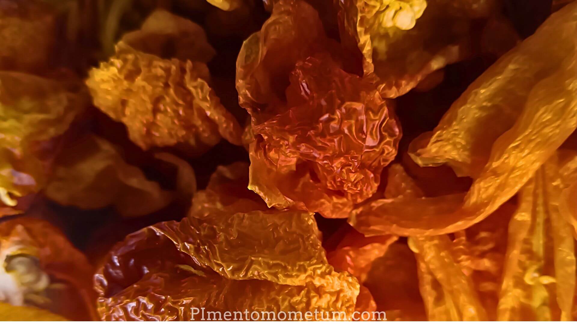 Habanero Orange séché texture ridée - Détail macro piment bio Pimento Momentum