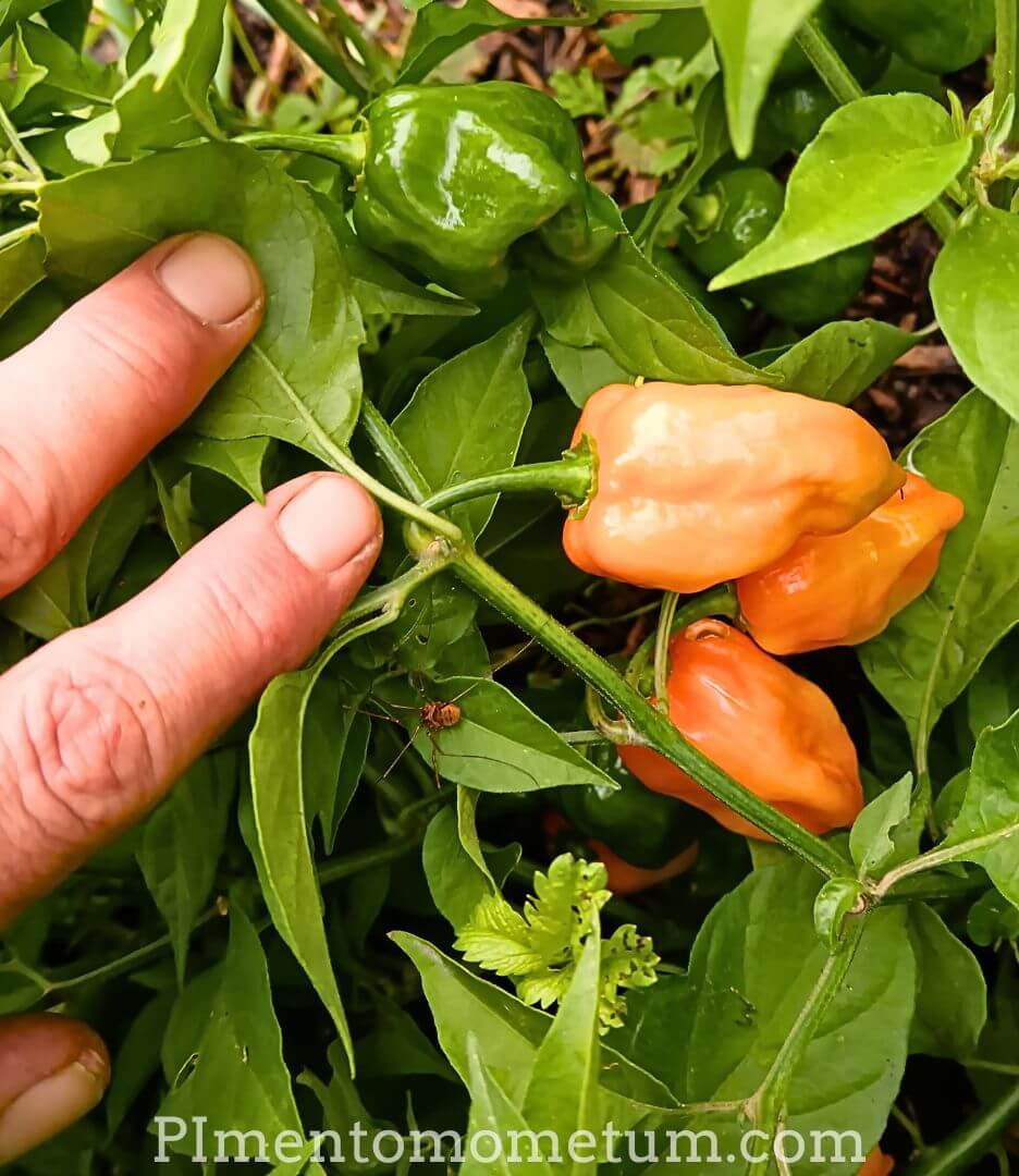 piments habanero orange et verts murs sur plant recolte manuelle producteur lot-et-garonne