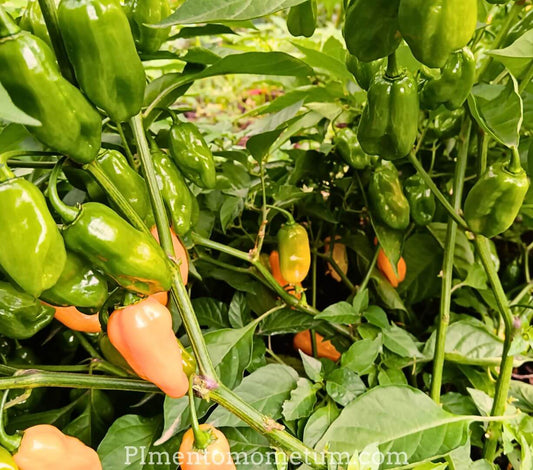 plant habanero avec piments orange verts culture bio jardin producteur lot-et-garonne