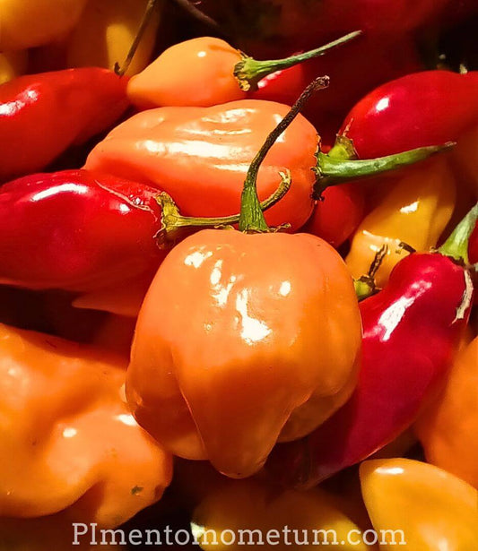 mélange de piment habanero bio rouge et orange dans une corbeille artisanale