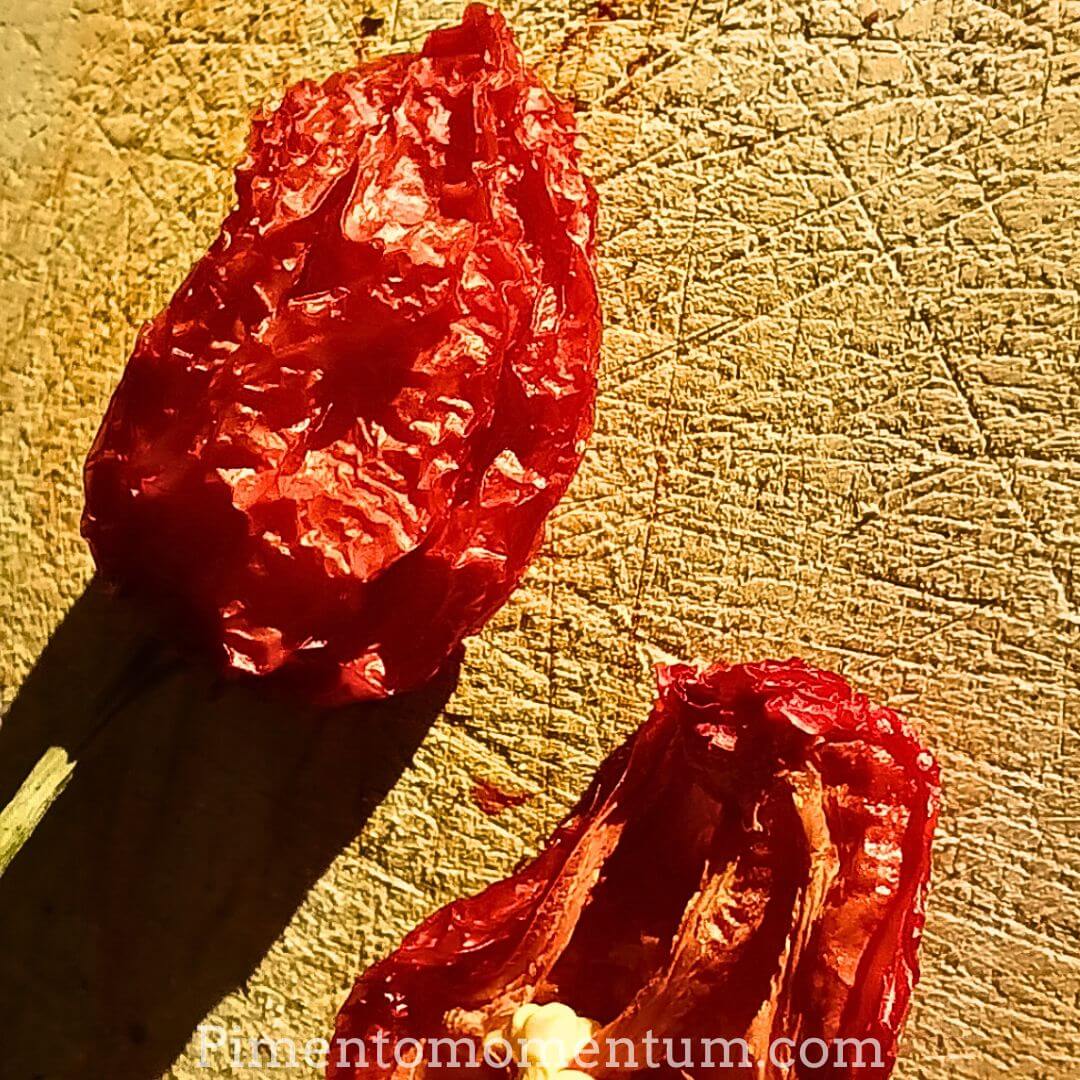 piment rouge seche brillant lumiere soleil gros plan artisanal lot-et-garonne