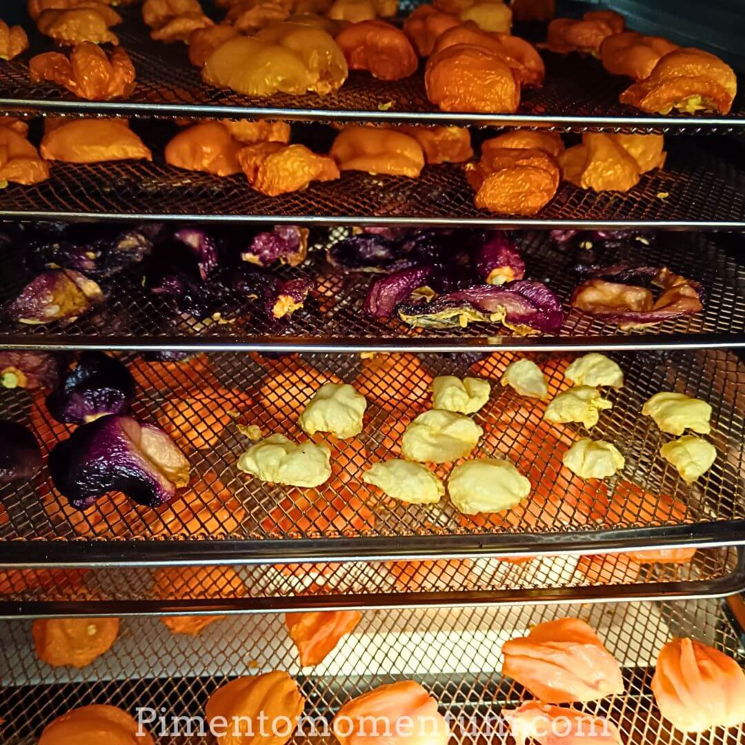 Habaneros multicolores en cours de séchage - Déshydrateur artisanal Pimento Momentum