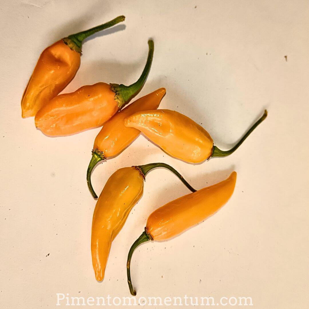 Piment végétarien frais, jaune sur fond blanc .