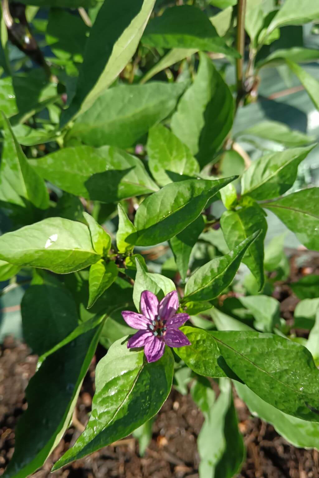 plant de piment hungarian black en fleur pétales violets et étamines bleus