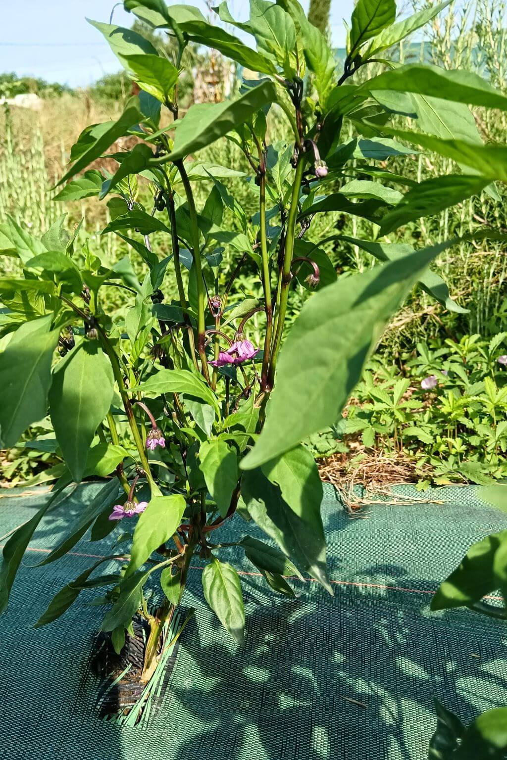 jeune plant de piment hongrois noir, cultivé en pleine terre sur bâche tissée.