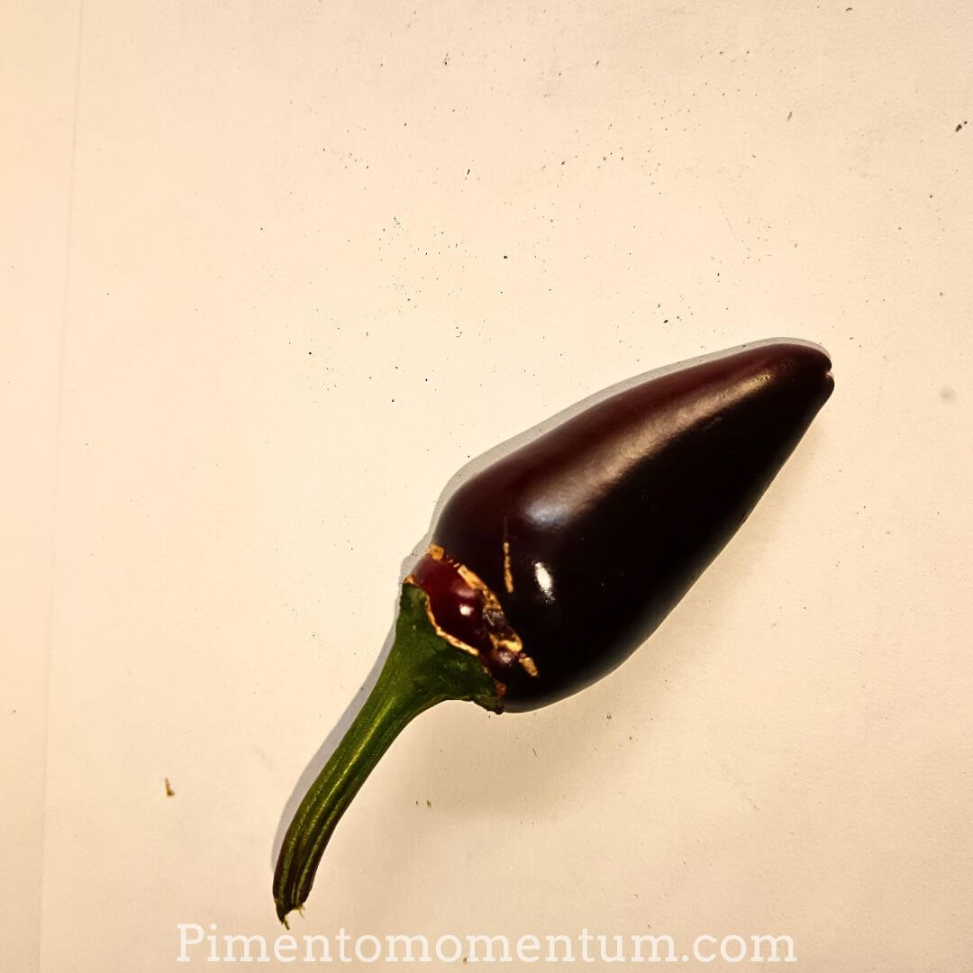 piment hongrois noir, fruit frais sur fond blanc