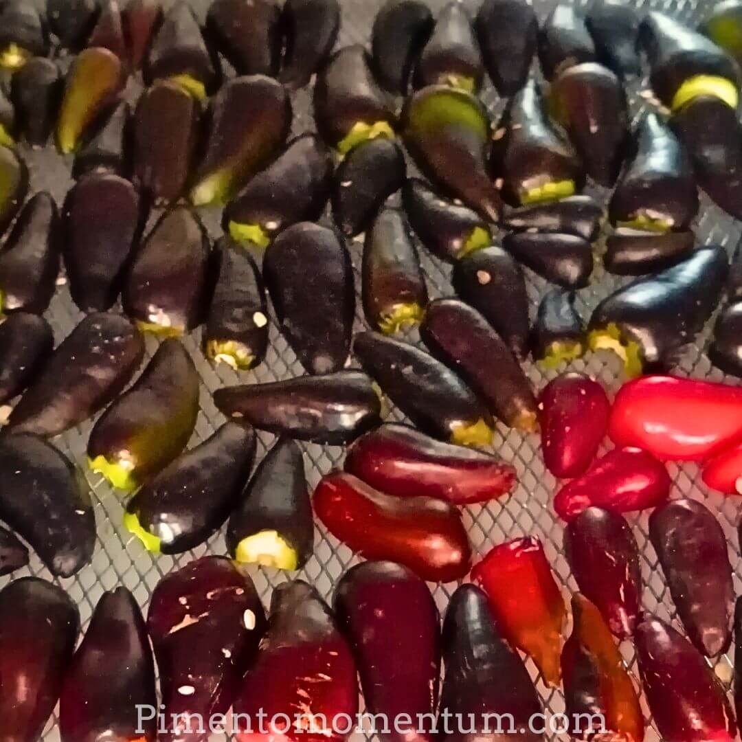 piment hungarian black posé sur grille de séchoir