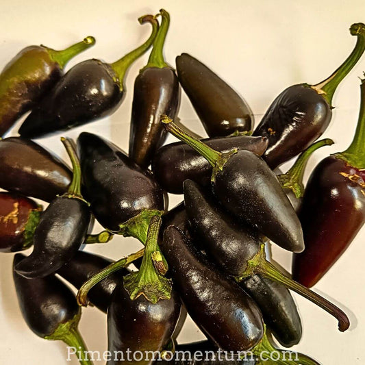 piment hungarian black frais, sur fond blanc, piment modéré noir violet