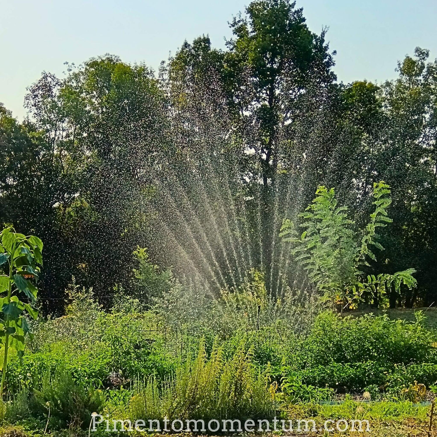 Jardin de piments bio en Lot-et-Garonne avec arrosage naturel - Pimento Momentum