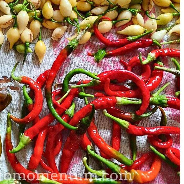Mélange de piments Cayenne et Surlinge fraîchement récoltés - Production artisanale bio Pimento Momentum