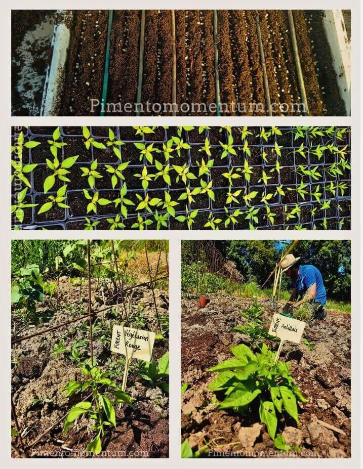 Notre histoire Pimento Momentum - Artisan pimentier bio Lot-et-Garonne