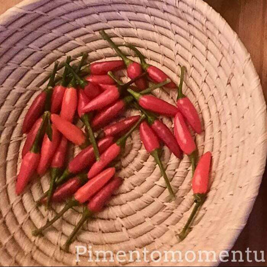 Piments Etna fraîchement récoltés dans panier artisanal - Production bio Pimento Momentum
