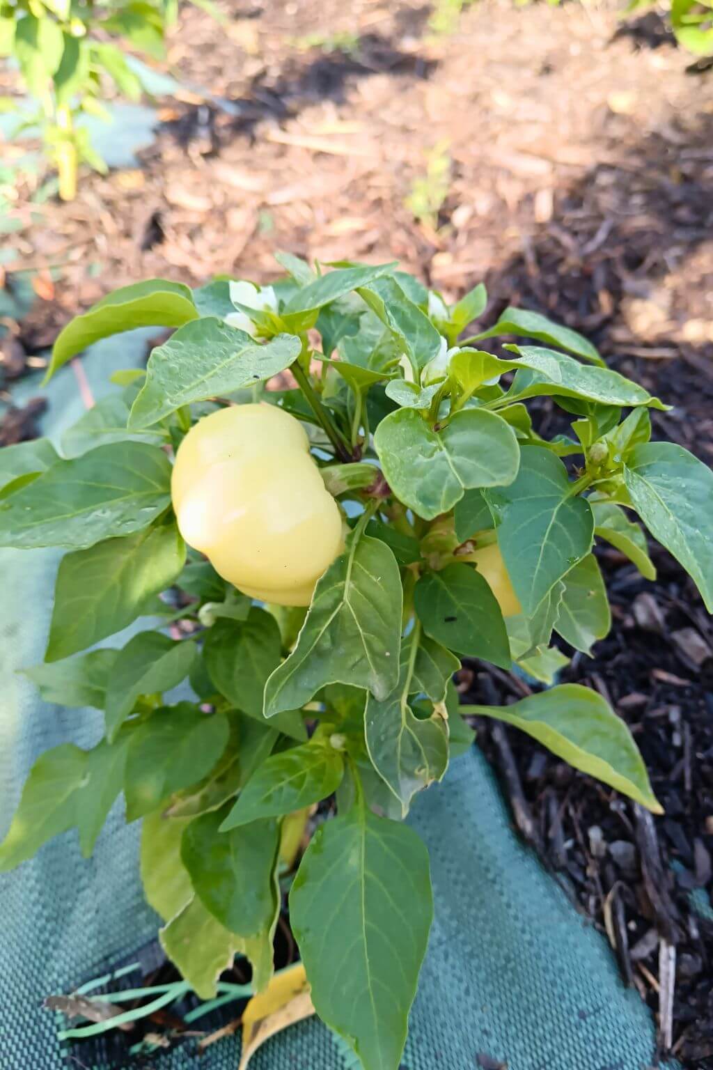 plant de piment paprika alma, piment tomate, cultivé en pleine terre , 50cm de haut