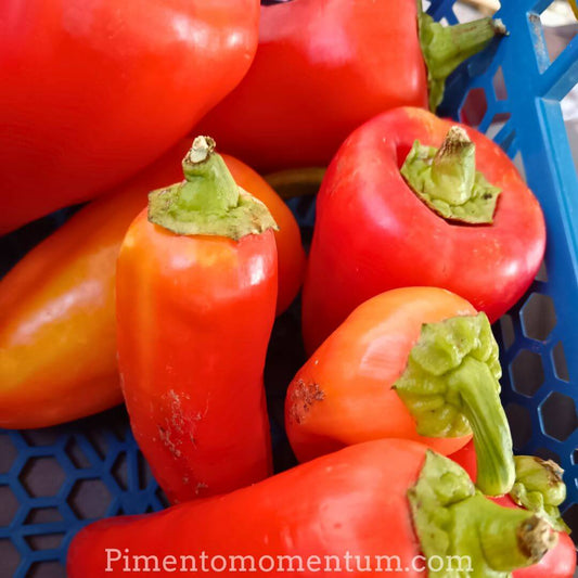 Paprika Szentesi rouge mature séché - Piment doux hongrois bio - Lot-et-Garonne