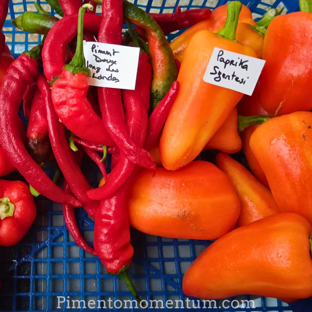 Paprika Szentesi rouge et orange séché bio - Variété hongroise douce - Pimento Momentum