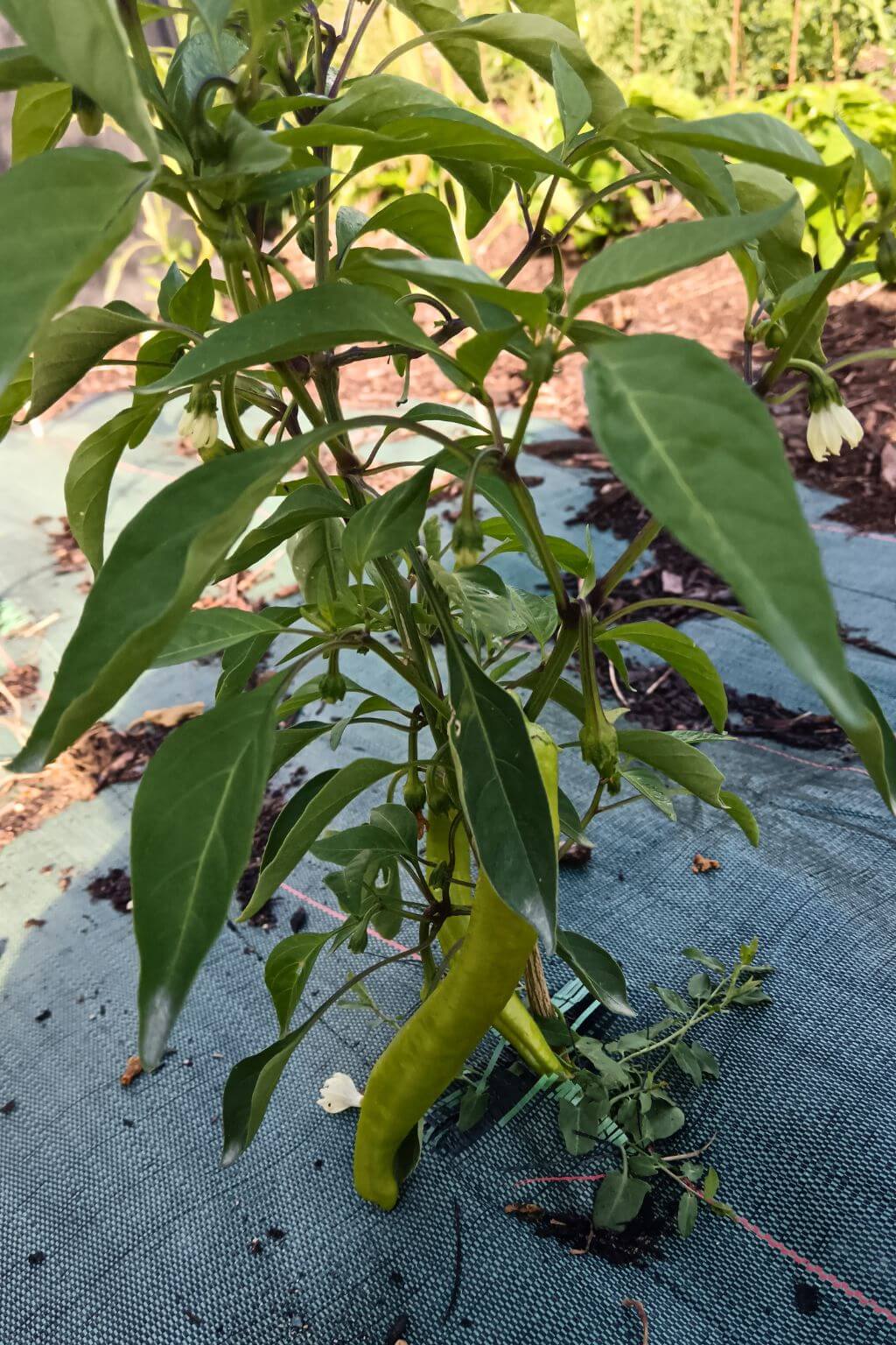 jeune plant de piment paprika vezena cultivé en pleine terre, sur bâche tissée.