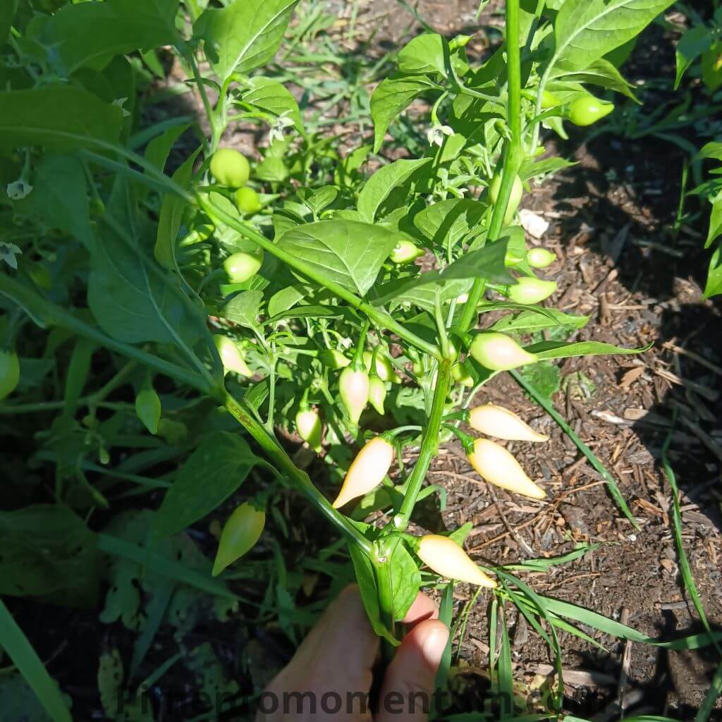 Branche de plant de piment couverte de fruits coyote zan blanc 