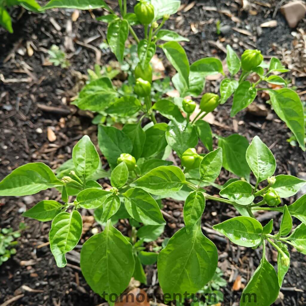 jeune plant de piment Aji Mango cultivé en pleine terre en 2025