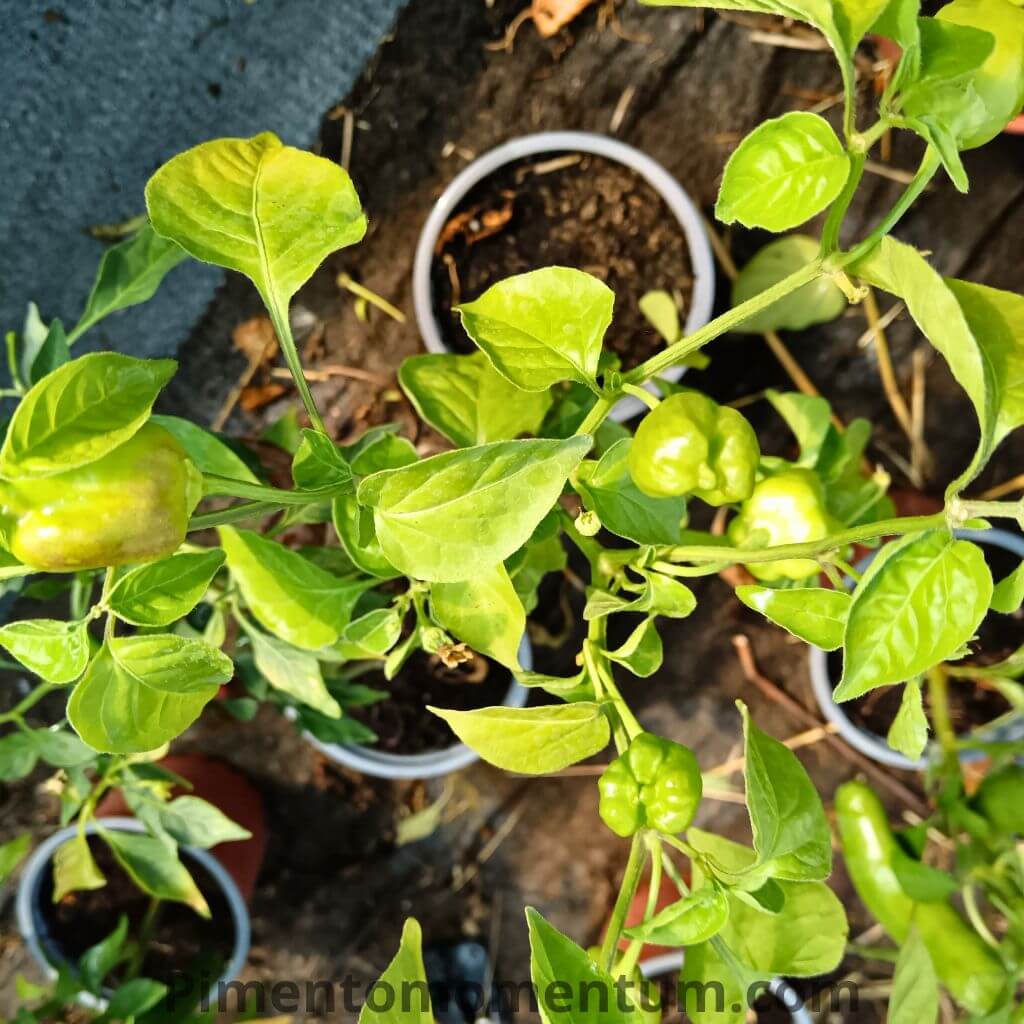 plant de piment aji mango vu du dessus, cultiver en pot