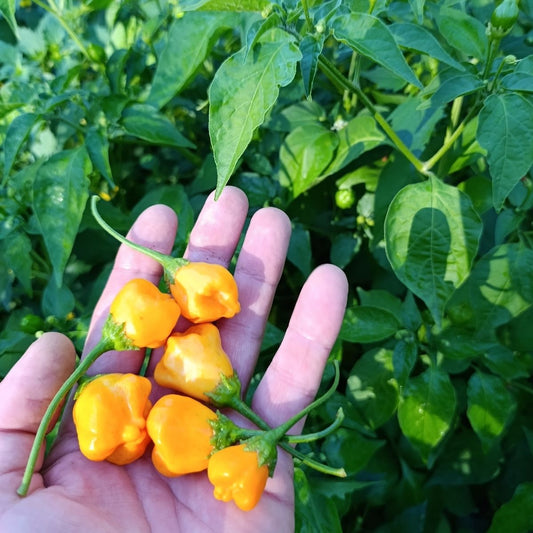Graines Aji Mango bio - 15 graines
