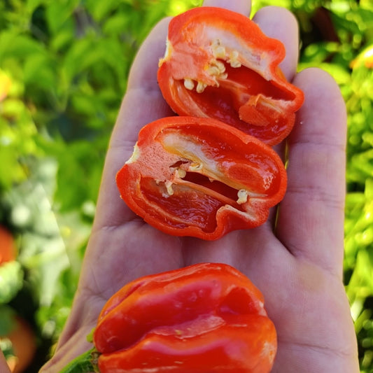 Graines Piment Antillais Bio - Bondamanjak Martinique - 10 graines