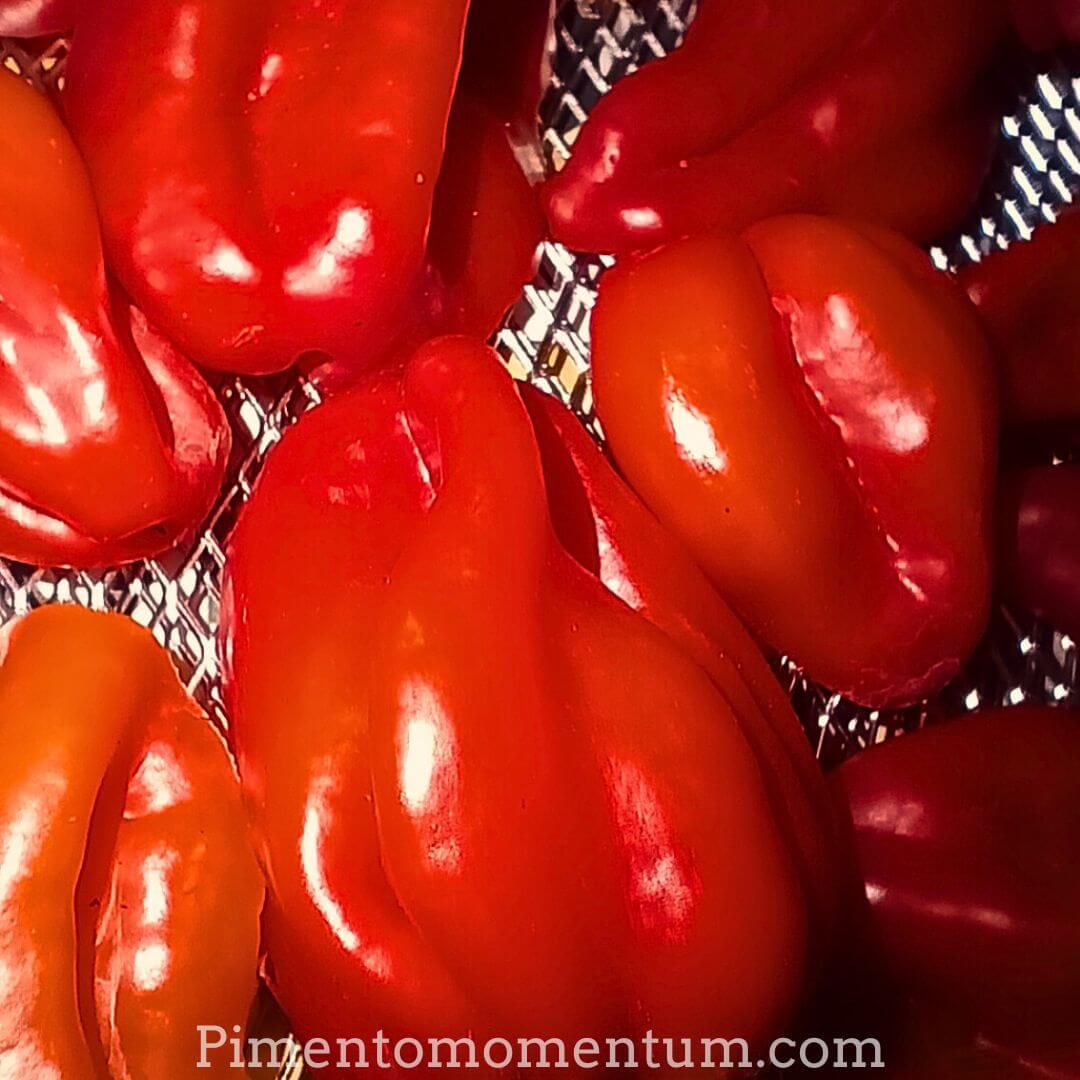 Piments Antillais Bondamanjak frais rouges et oranges gros plan - Variété caribéenne bio France