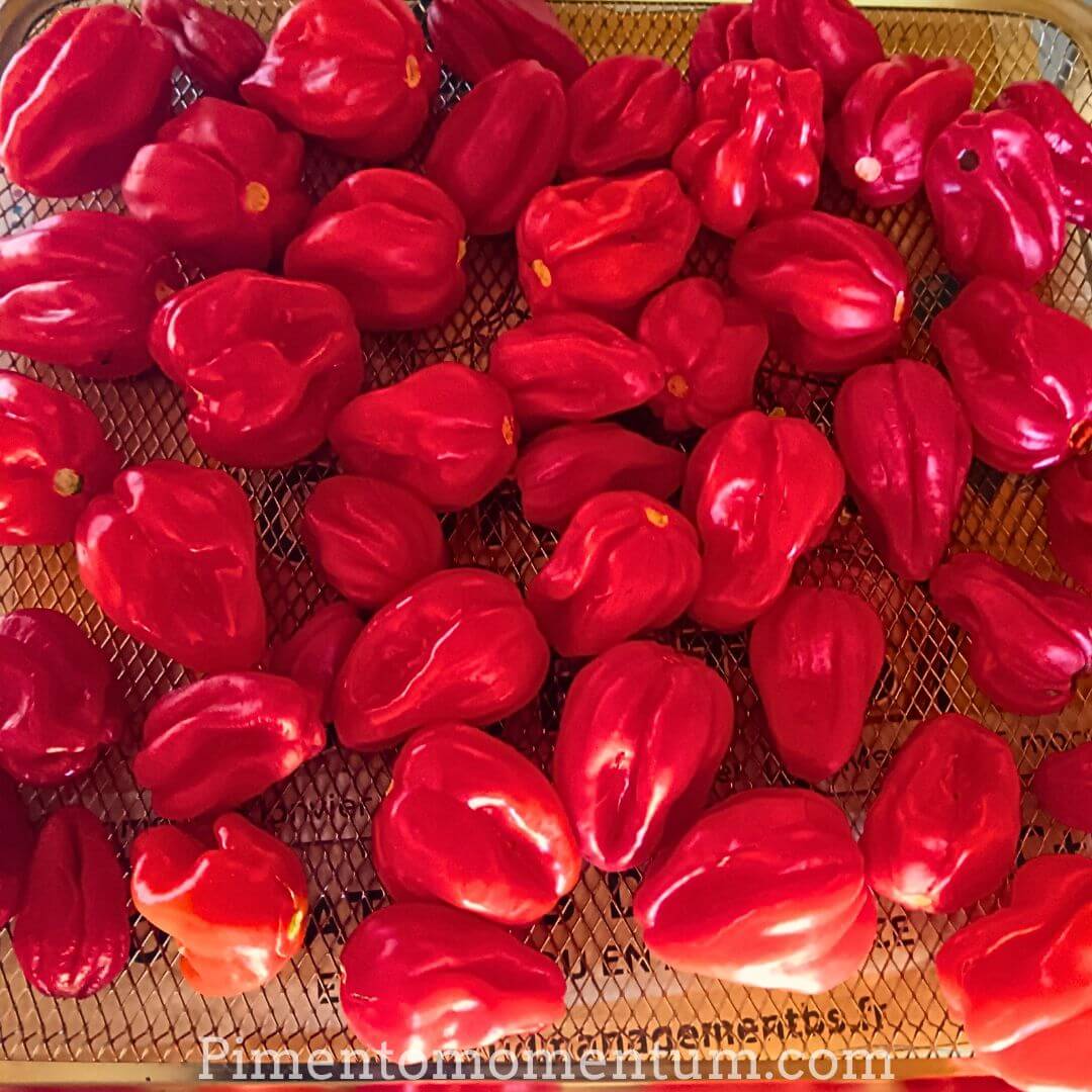Piments Antillais Bondamanjak en cours de séchage sur grille - Production artisanale bio