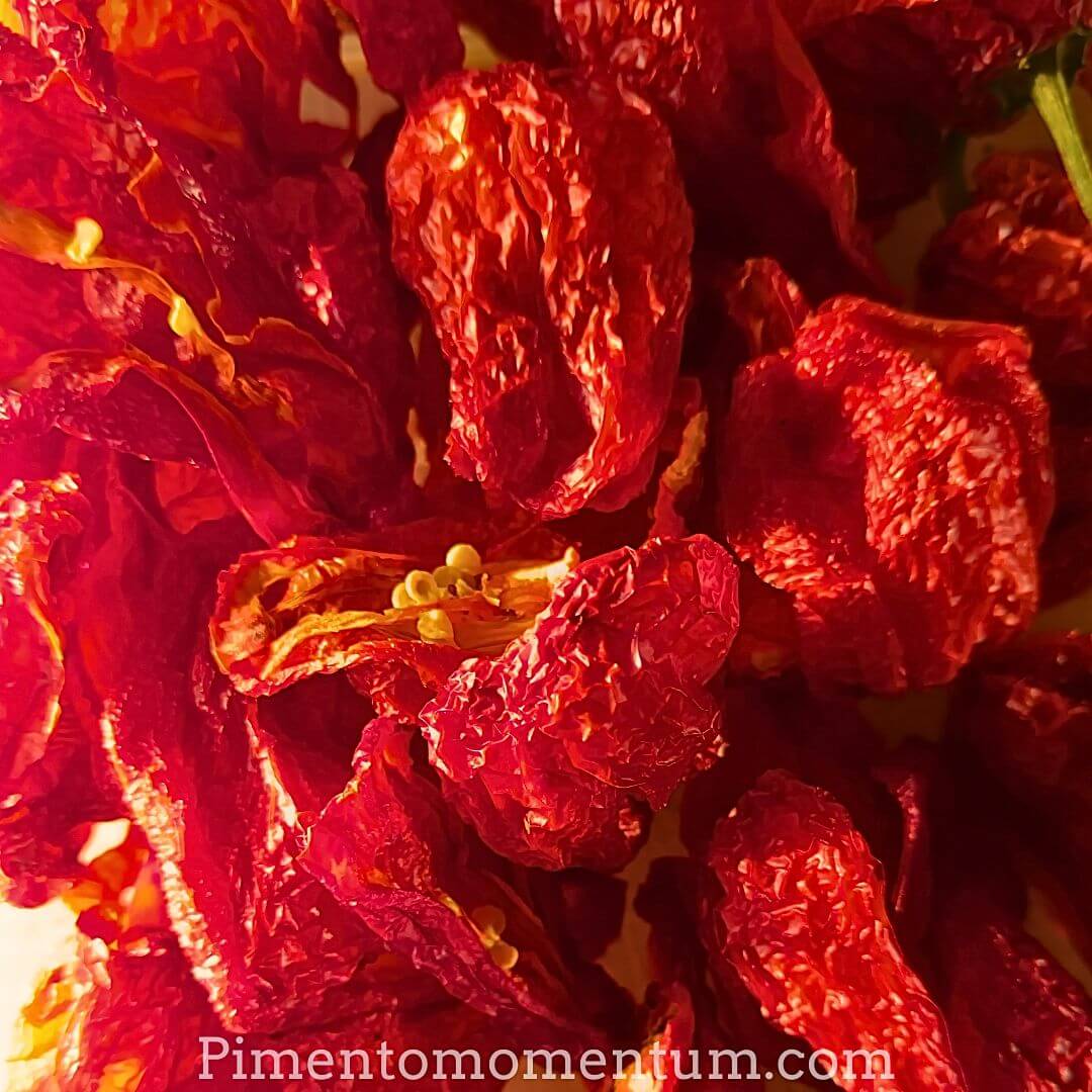 Piment Antillais Bondamanjak séché complet - Ultra-fort 100-350K SHU bio Lot-et-Garonne