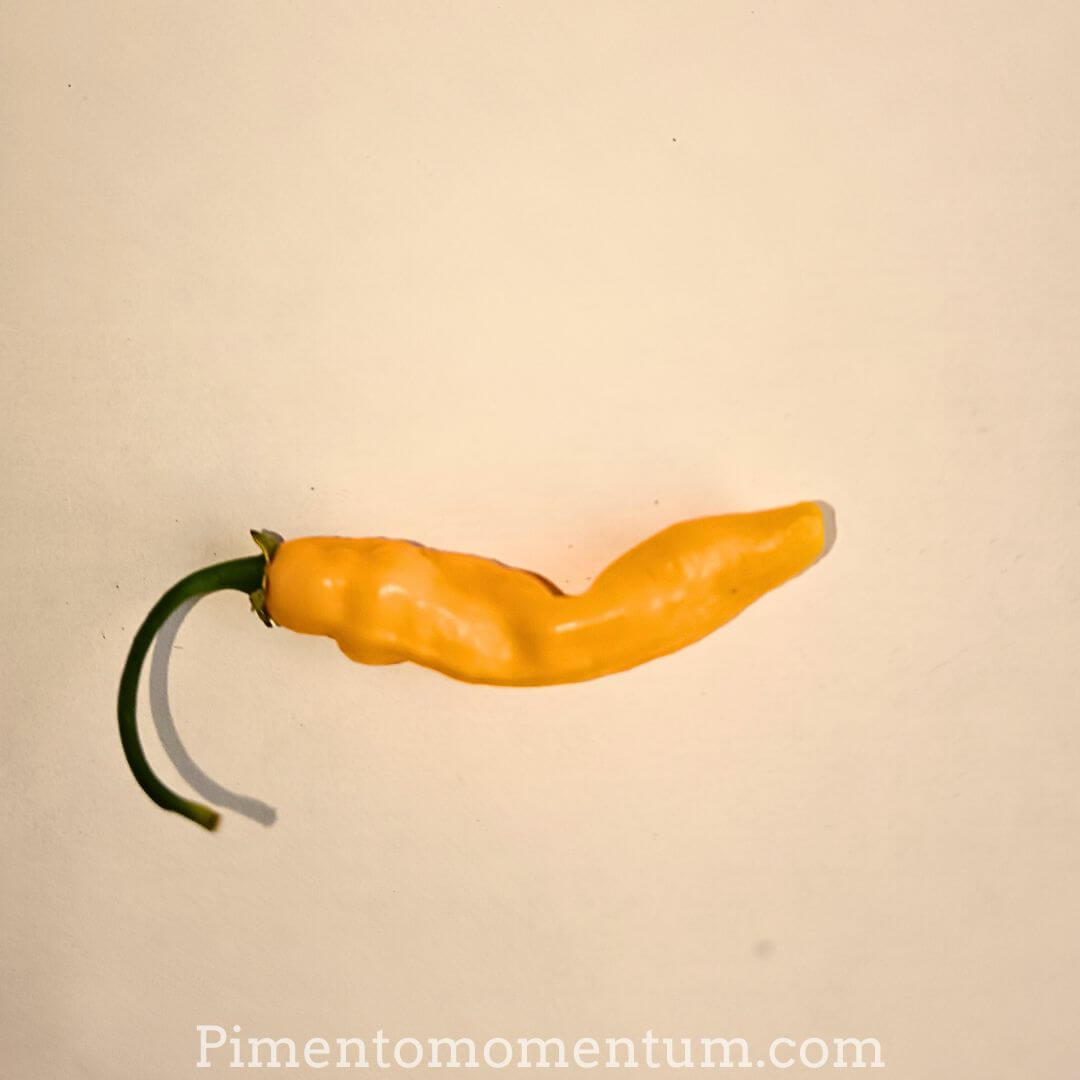 piment chenille aribibi gusano beige, caterpillar chili, sur fond blanc, unique en gros plan.