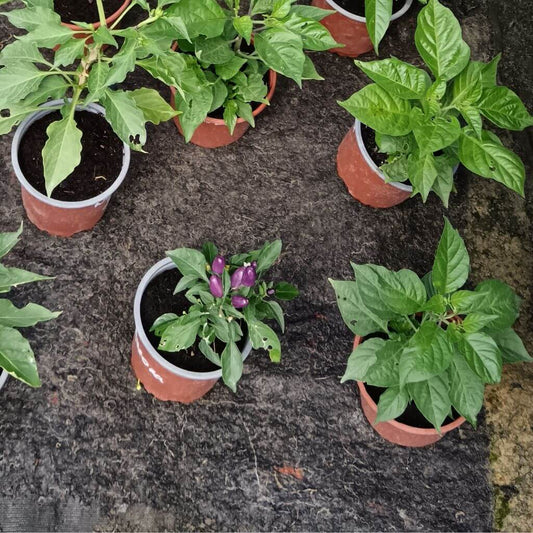 Graines Aurora Bio - Piment Arc-en-Ciel Ornemental - 15 graines