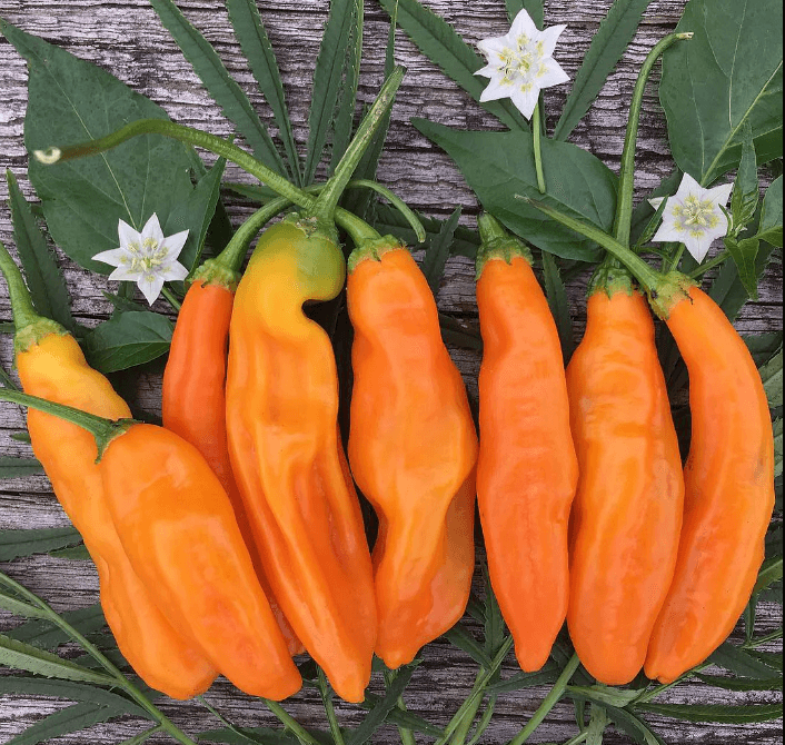 piment aji amarillo, trésor du Pérou, goût fruité