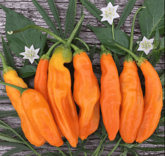 piment aji amarillo, trésor du Pérou, goût fruité