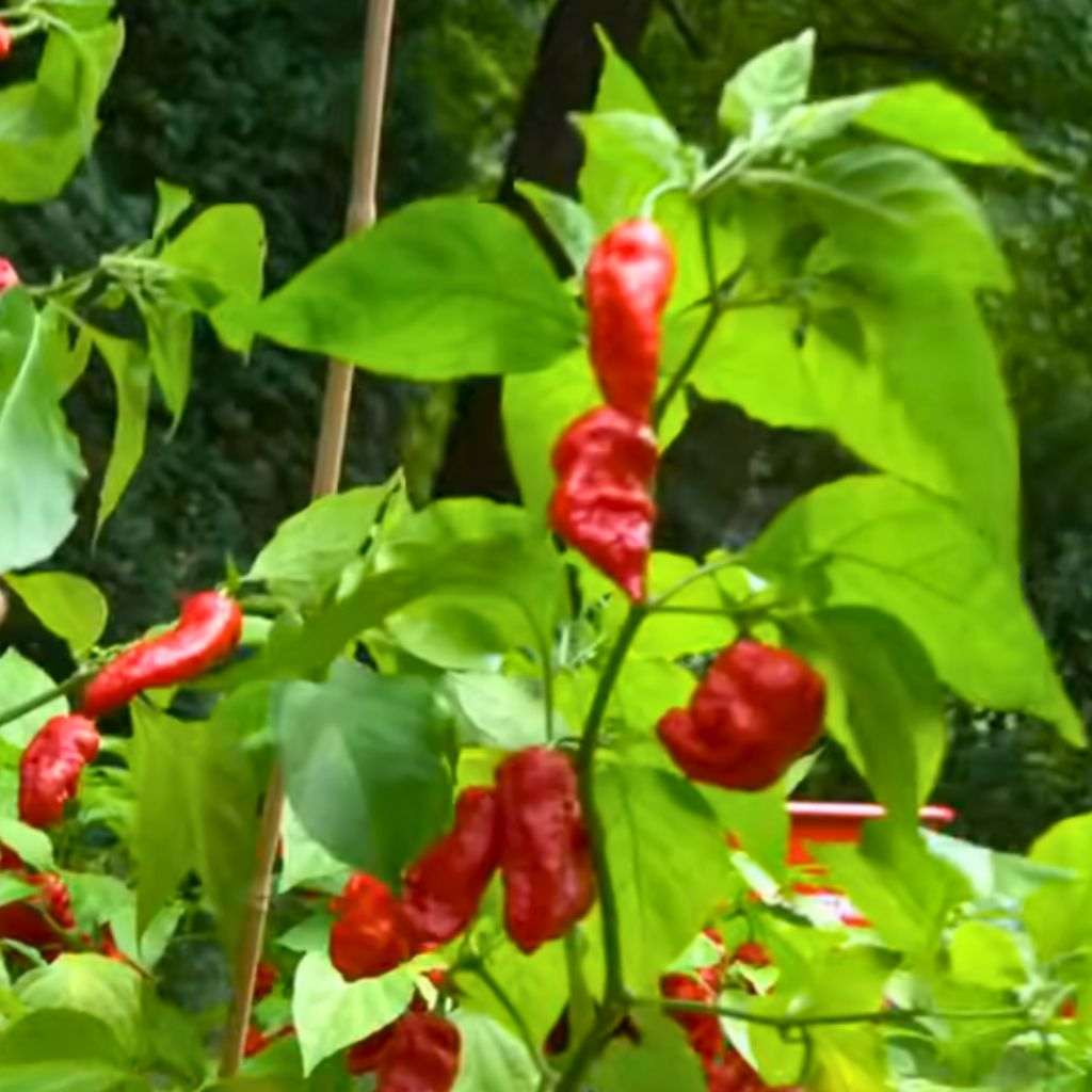 plant de piment bhut jolokia rouge beaucoup de fruits mûrs