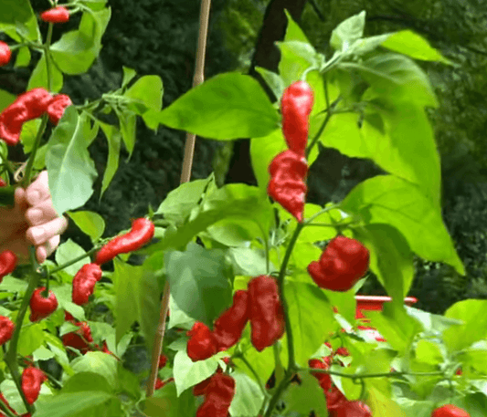 bhut jolokia sur un plant bien fourni