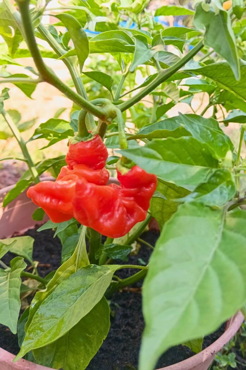 jeune plant de piment bhut jolokia rouge, fruits mûr fripés et recourbés, cultivé en pot de 4L.