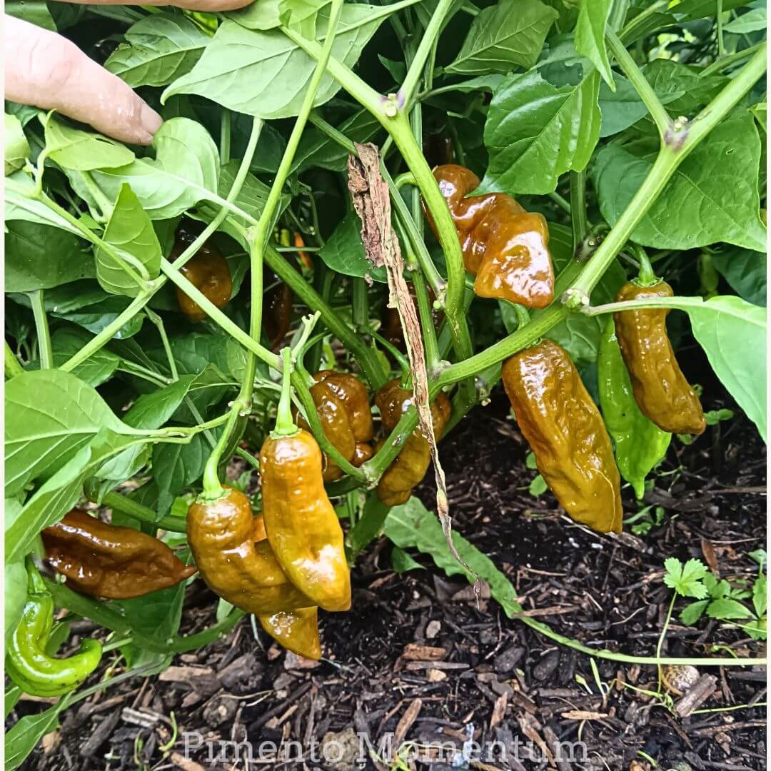 piment Big Black Mama fruits pas tout à fait matures sur plant - Culture bio Pimento Momentum Lot-et-Garonne