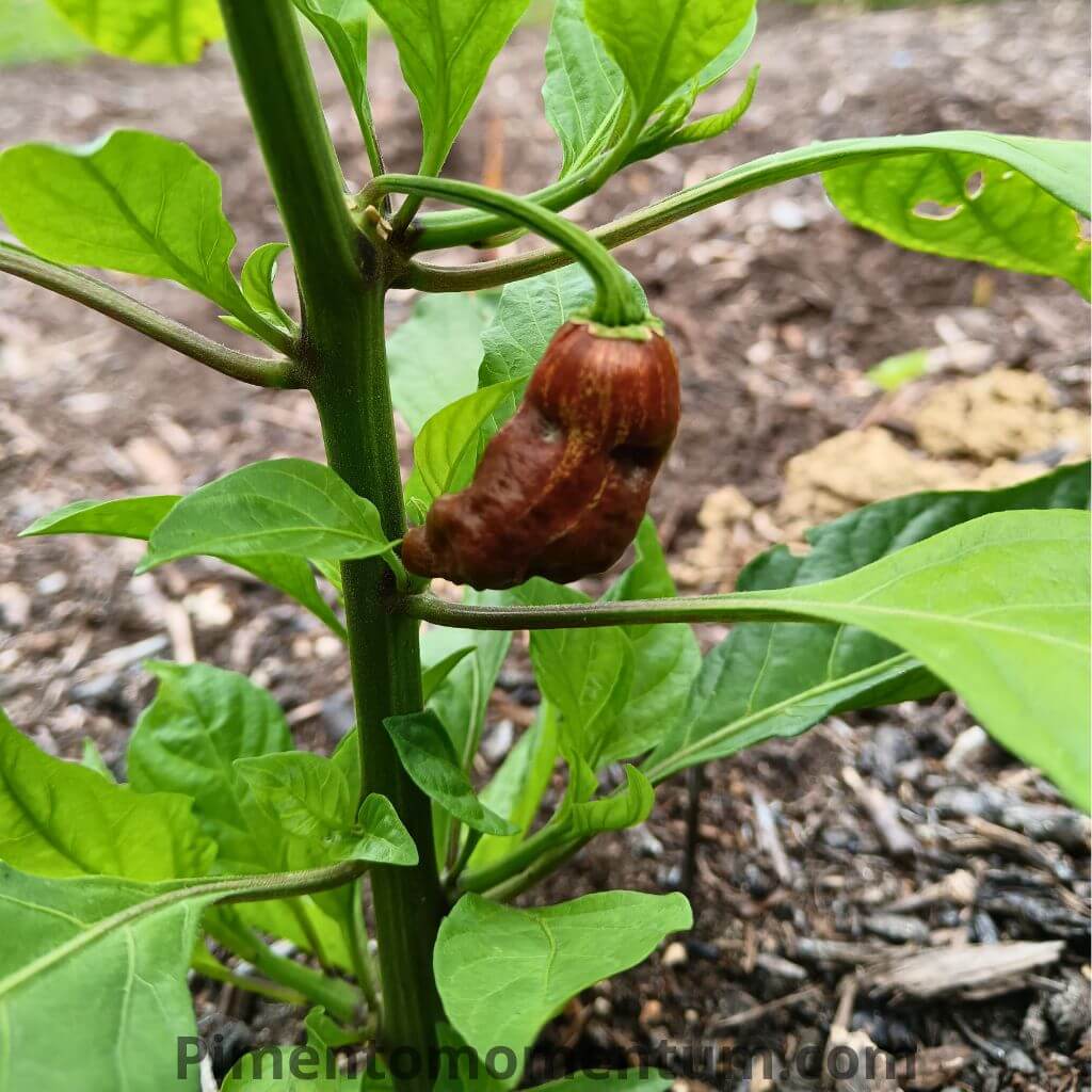 jeune plants de piment big mama black, cultiver en pleine terre en France