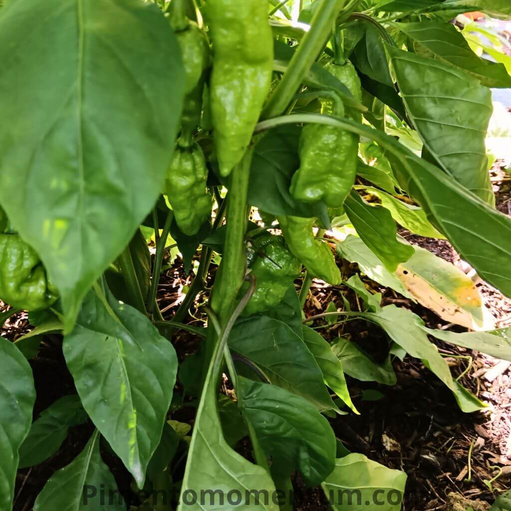 piment big mama sur plante en pleine terre