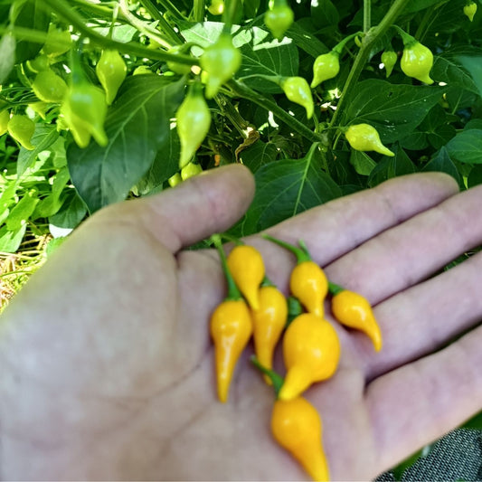 Graines de Piment Biquinho Jaune Bio