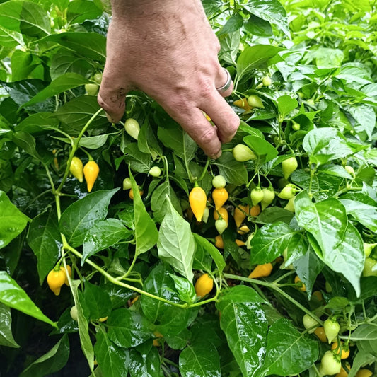 Graines de Piment Biquinho Jaune Bio