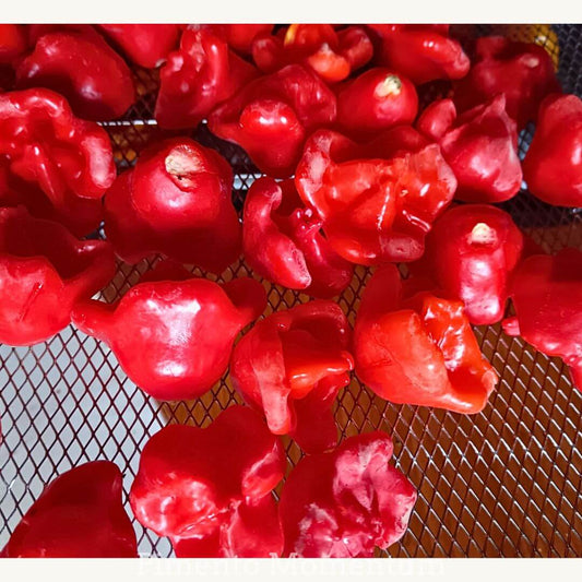 piment rouge frais bonnet d'évêque,  bishop crown ou UFO, sur la grille en attente du sechage artisanal doux et long