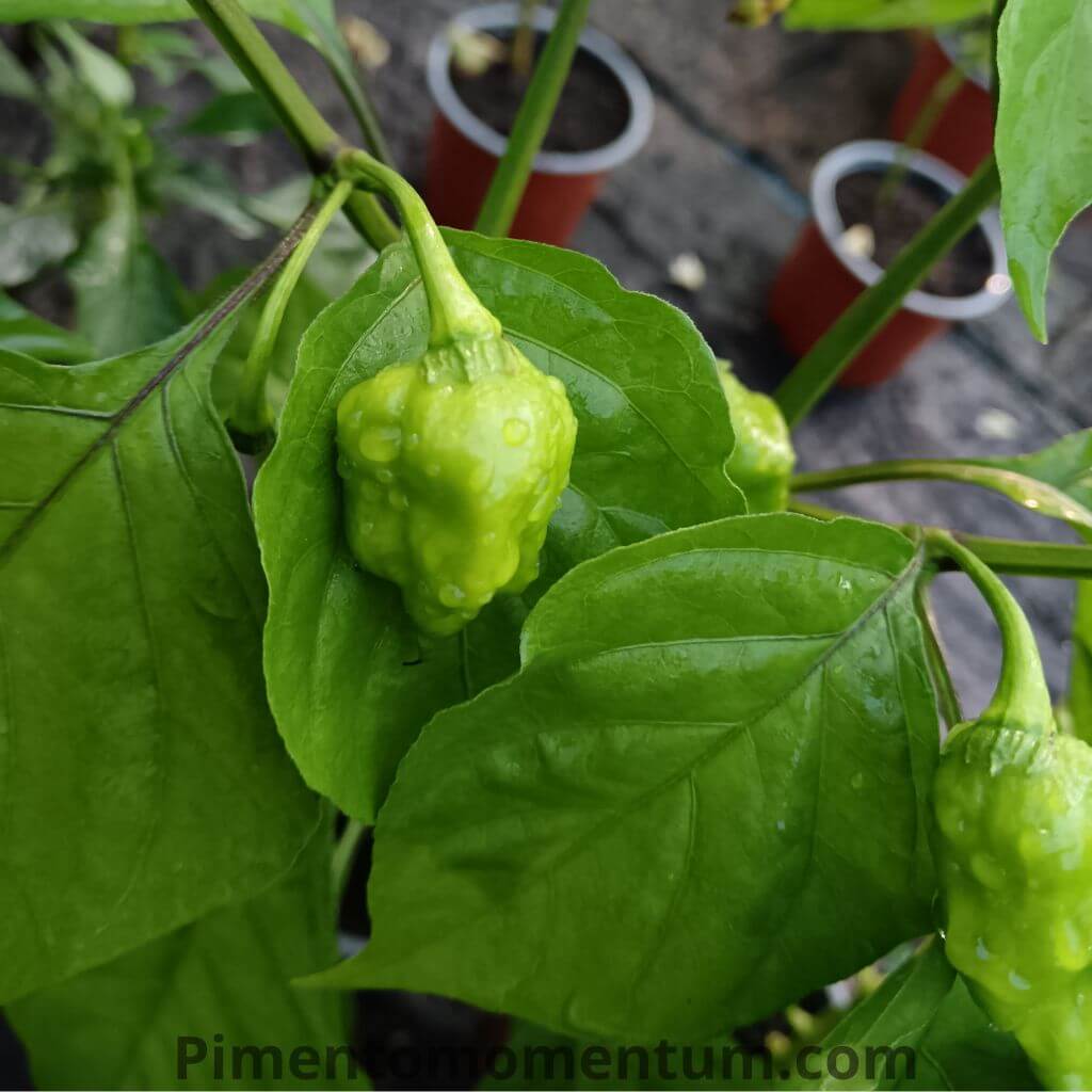 piment carolina reaper vert, la faucheuse de caroline culture en pot en serre