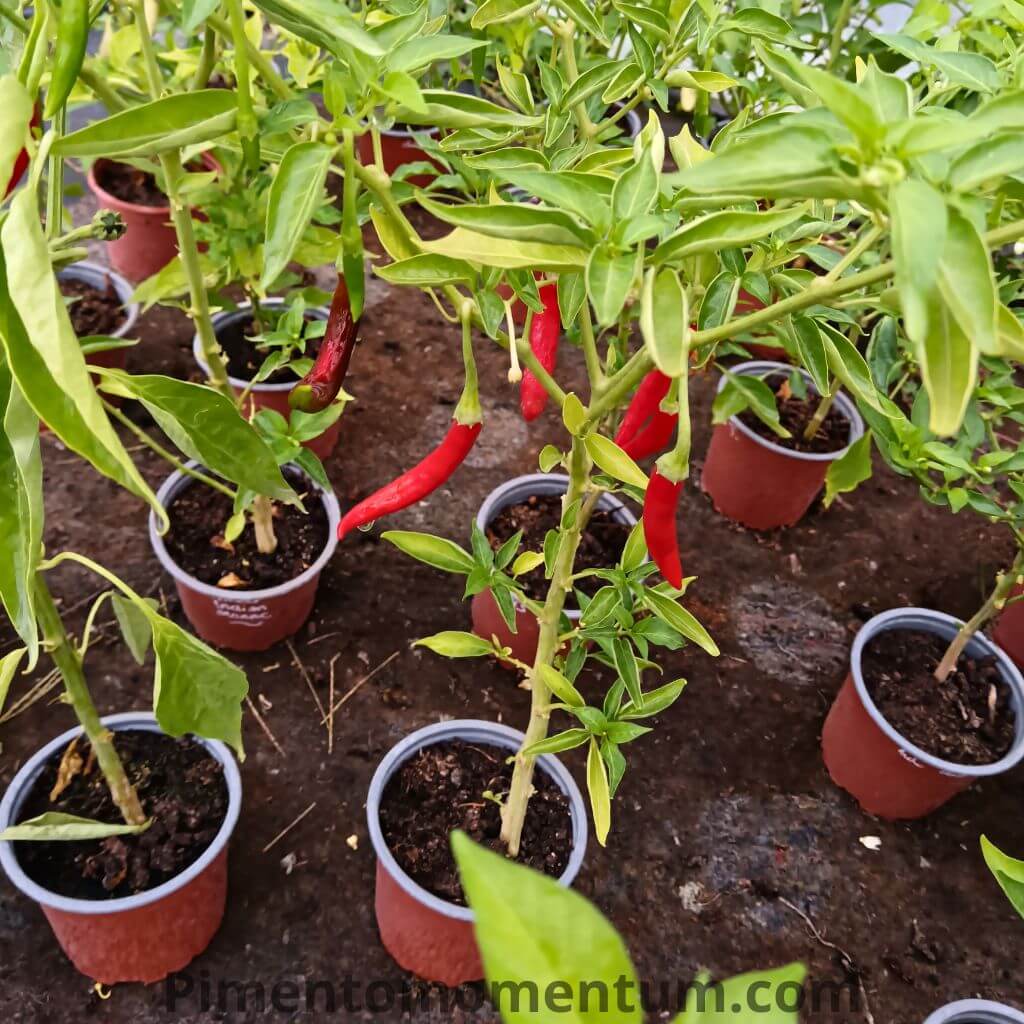 piment de cayenne rouge, le classique pour la culture en pot, plante jeune avec deéjà des piments mûrs