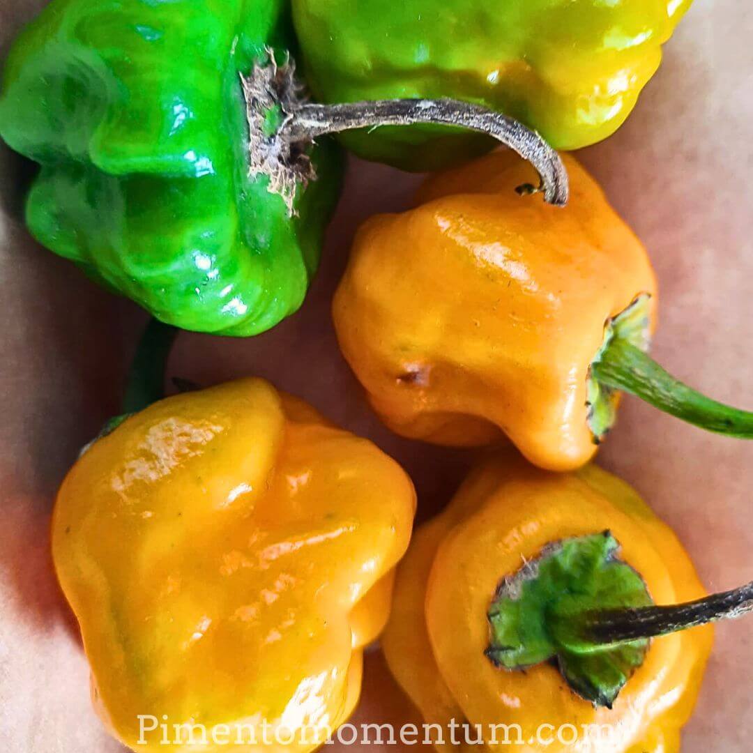 Piments champignon à différents stades de maturation, du vert au jaune orangé, avec leur forme caractéristique aplatie.